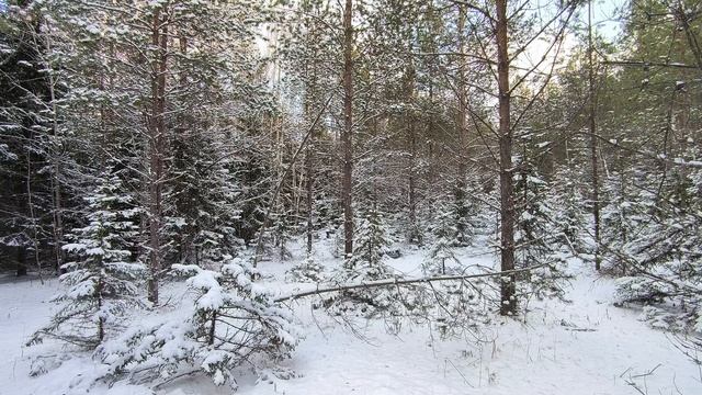 Заснеженный лес. ч.4. Декабрь 2025 смотреть онлайн