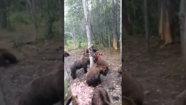 Я в шоке/ Камчатка. Куча медведей. смотреть онлайн