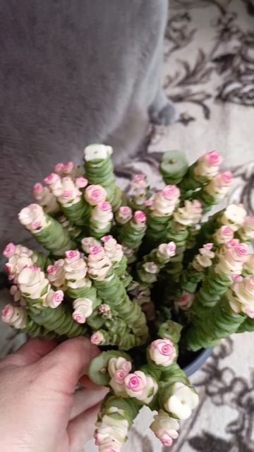 вы посмотрите на это чудо природы 🙏❤😘😘красула 🌿😍 #красула #цветыдлядома #крас смотреть онлайн