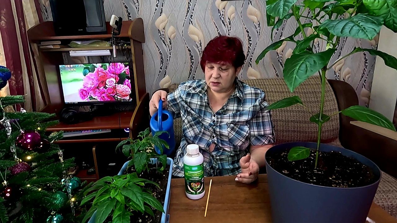 Именно этим нужно подкормить Перцы и Томаты для хорошего урожая!!