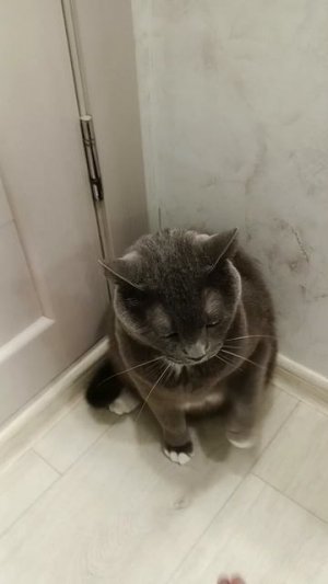 простоКотик №2