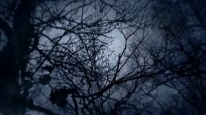 Мистический Лес