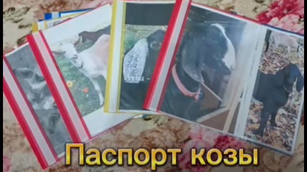 Зачем козе нужен паспорт?