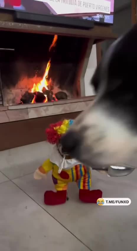 Злая собака😄 смотреть онлайн