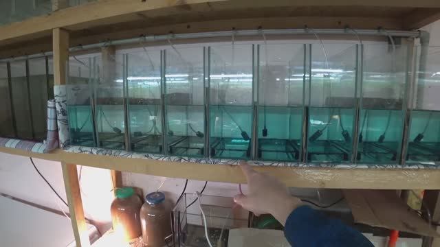 Новая партия Тернеци на нерест. Что после нереста Неона и Тернеции смотреть онлайн