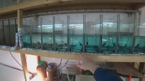 Новая партия Тернеци на нерест. Что после нереста Неона и Тернеции