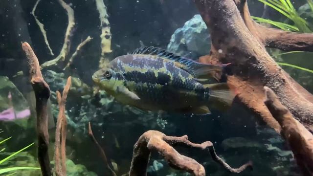 Цихлазома Меека