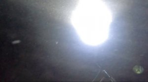 Ночная подводная охота в черном море на лобана/кефаль