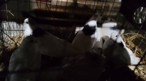 Рынок Истра.21.12.2025.