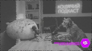 КОШАЧИЙ ПОДКАСТ 1 Артикул на ВБ: 193431345 #тюлень #тюлени #игрушки #подкаст #коты #прикол #котики
