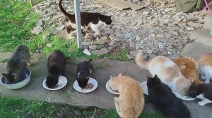 Подписывайтесь мои дорогие друзья! 😺