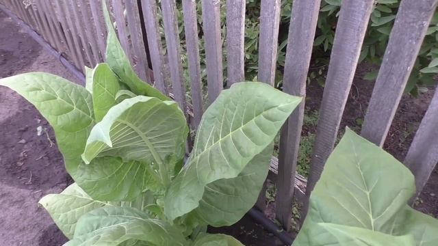 Выращивание табака смотреть онлайн