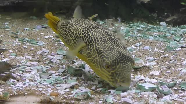 Тетраодон МБУ - пресноводный Иглобрюх