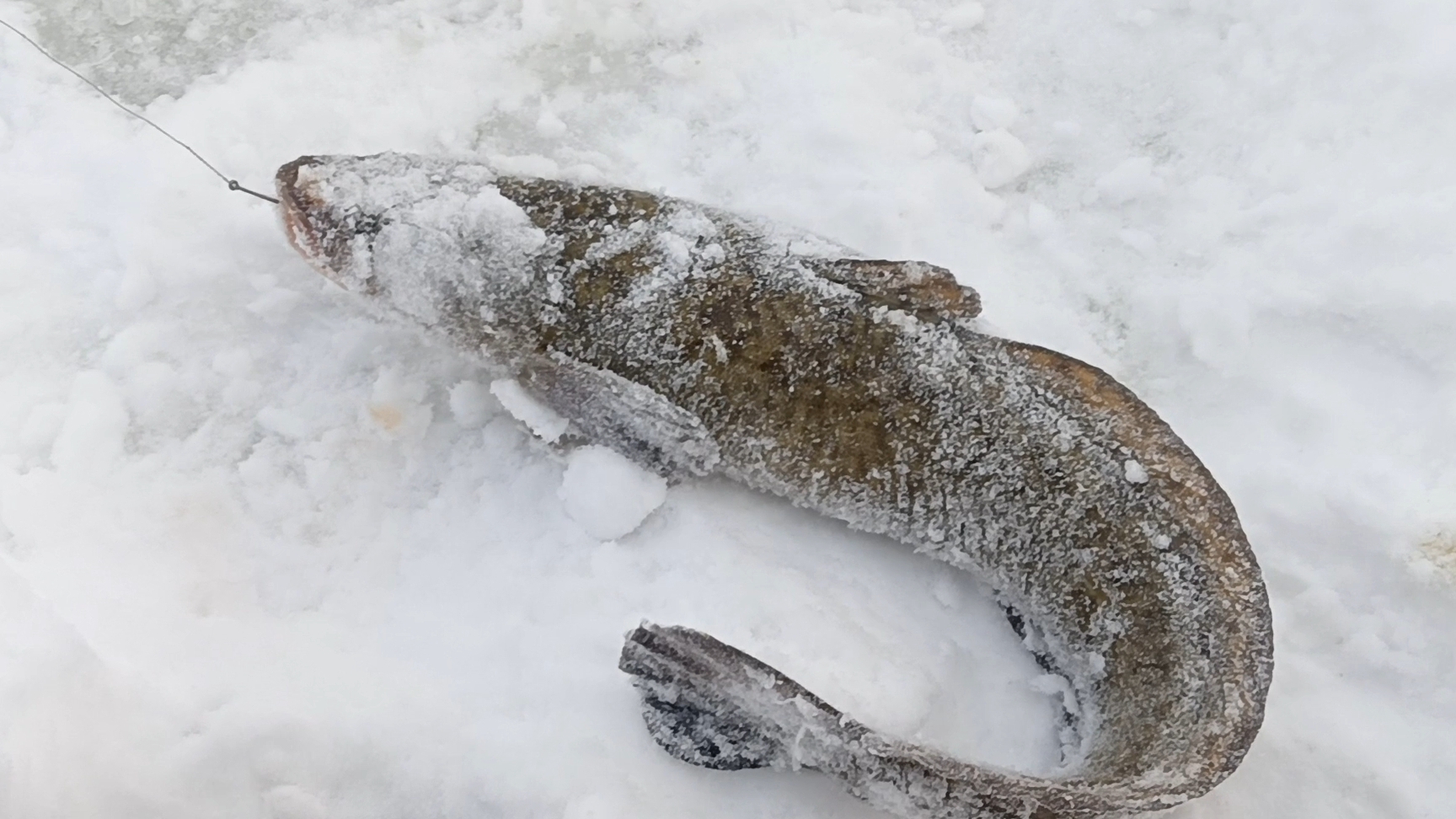 Налим на тычку. смотреть онлайн