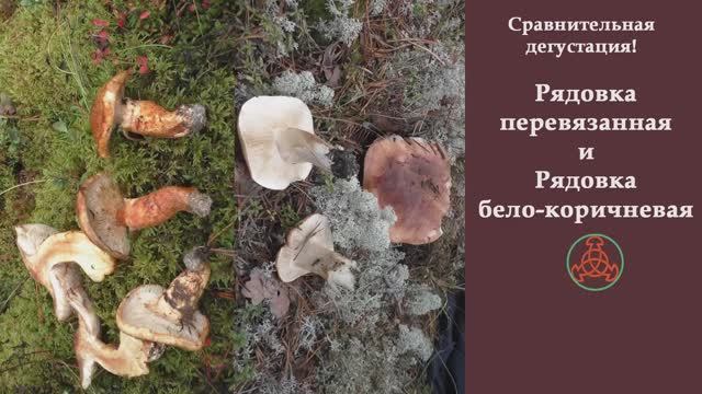Сравнительная дегустация! Рядовка перевязанная и Рядовка бело-коричневая. "Грибная кухня". смотреть онлайн