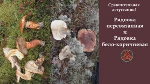 Сравнительная дегустация! Рядовка перевязанная и Рядовка бело-коричневая. «Грибная кухня».