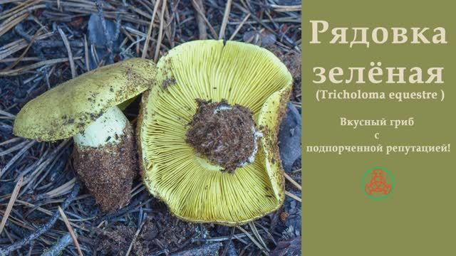Вкусный гриб с подпорченной репутацией! Рядовка зелёная - Tricholoma equestre смотреть онлайн