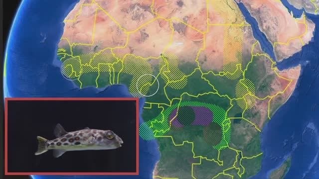 Африканские иглобрюхи Содержание, уход, характер