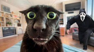 Приколы с животными🤗 Смешные видео про животных 🤗СМЕШНОЕ ВИДЕО😍 Наши любимые смешные животные