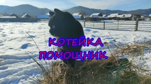 Котейка помощник.