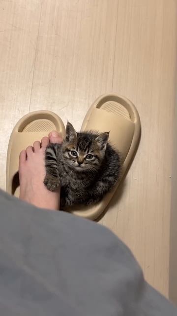 Воть смотреть онлайн