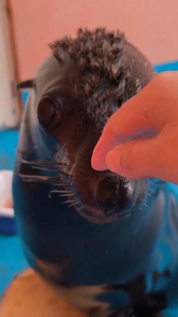 Новая часть «Годзиллы» поражает реалистичной графикой смотреть онлайн