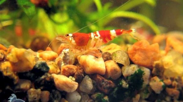 Srimp Cristal Red - креветка кристалл ред (Caridina cf. cantonensis) с нано-рыбками
