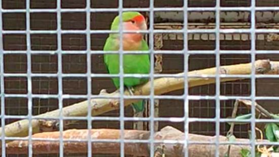 Розовощекий неразлучник смотреть онлайн