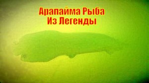 Арапайма Рыба Из Легенды