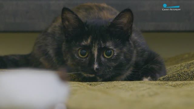 Кошечка Юня — котосотрудница лютеранской церкви Яани Кирик