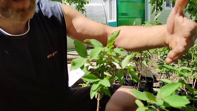 Трагедия и потеряные годы. Пересортица в питомниках.