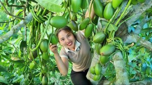 Собираю урожай дикого авокадо, и везу его на рынок продавать. Трудолюбивая Дуонг. Вьетнам