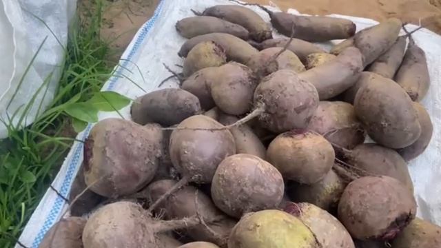 Свекла Таунус, Пабло и Сластена. Урожай 2025 смотреть онлайн