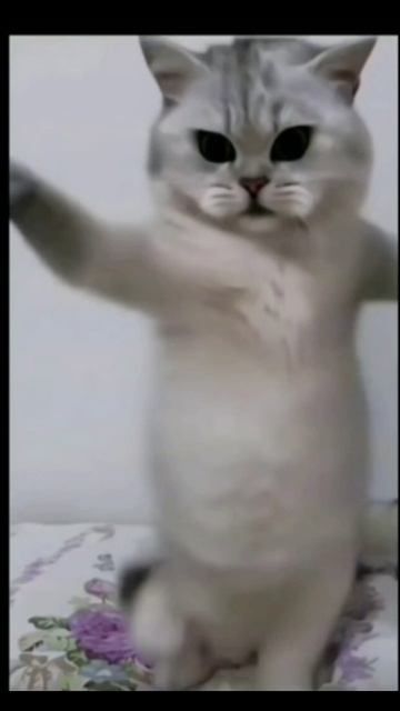 кот танцует песню карова смотреть онлайн