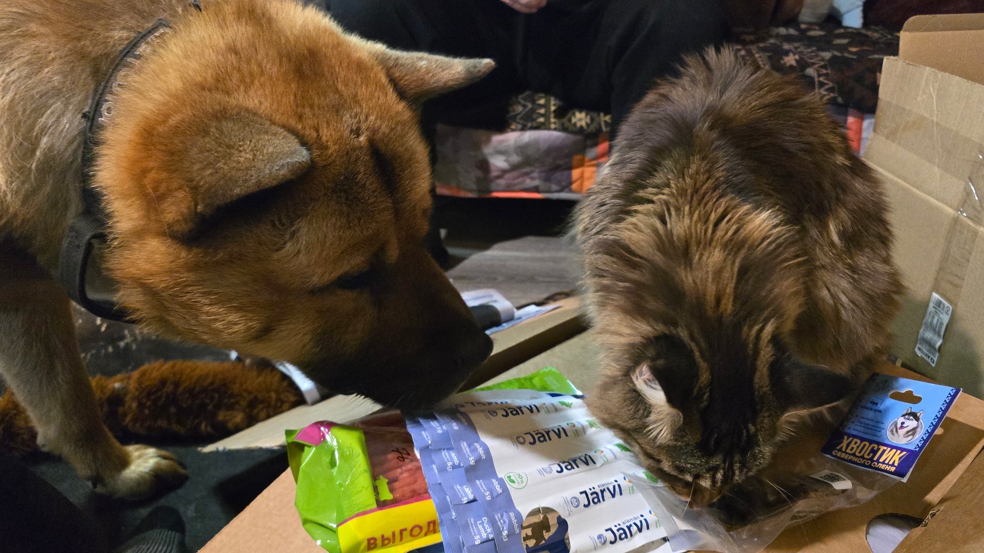 Первый стрим в Рутубе! Распаковочка подарков с Орхидиума и посылки из Тюмени смотреть онлайн