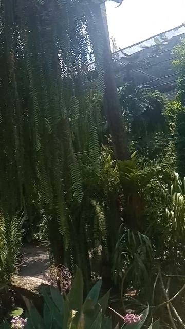 Орхидеи из будущего — в Таиланде Тайный зал орхидей в Таиланде: где цветы шепчут древние легенды смотреть онлайн