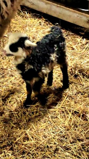 Зимнее затишье: когда ферма и Я отдыхаем ❄️✨