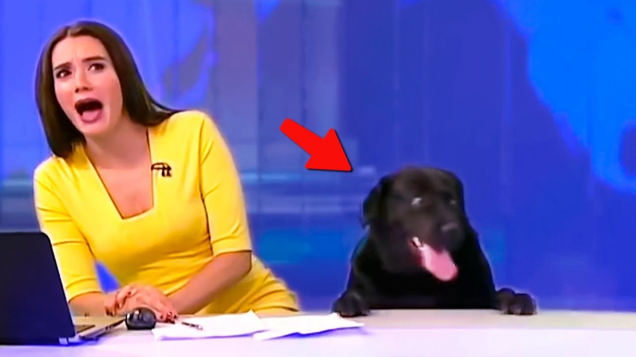 КОГДА РАБОТАТЬ ПРОСТО НЕВОЗМОЖНО😹ЛУЧШИЕ ВИДЕО С ЖИВОТНЫМИ 2025 смотреть онлайн