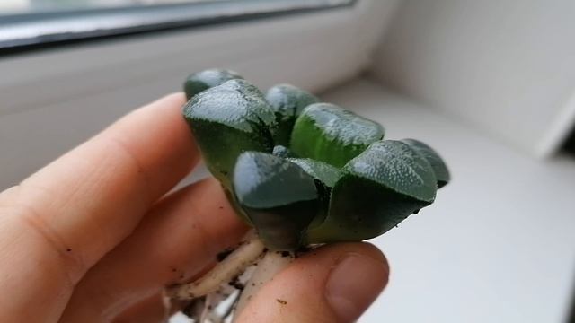 Хавортия Трунката (hawortia truncata), Купера (Haworthia Cooperii), Гастерия Карината (Gasteria Cari смотреть онлайн