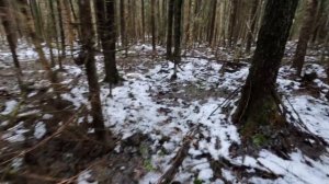 С гончими на зайца