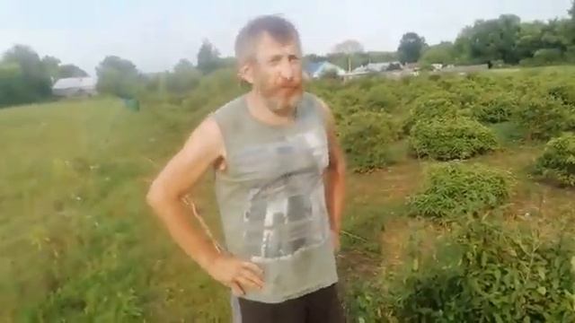 последний сбор жимолости на плантации. Середина августа.Сорт АВРОРА.