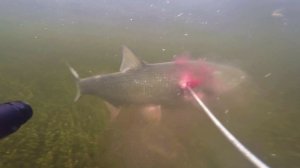 Жерех после выстрела.