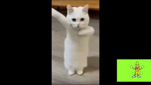 1000016288.mp4 смотреть онлайн