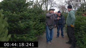 Как в Одессе елки покупают)) Оператор как Лев)) в поисках прекрасного! Липован Ёлка 2026