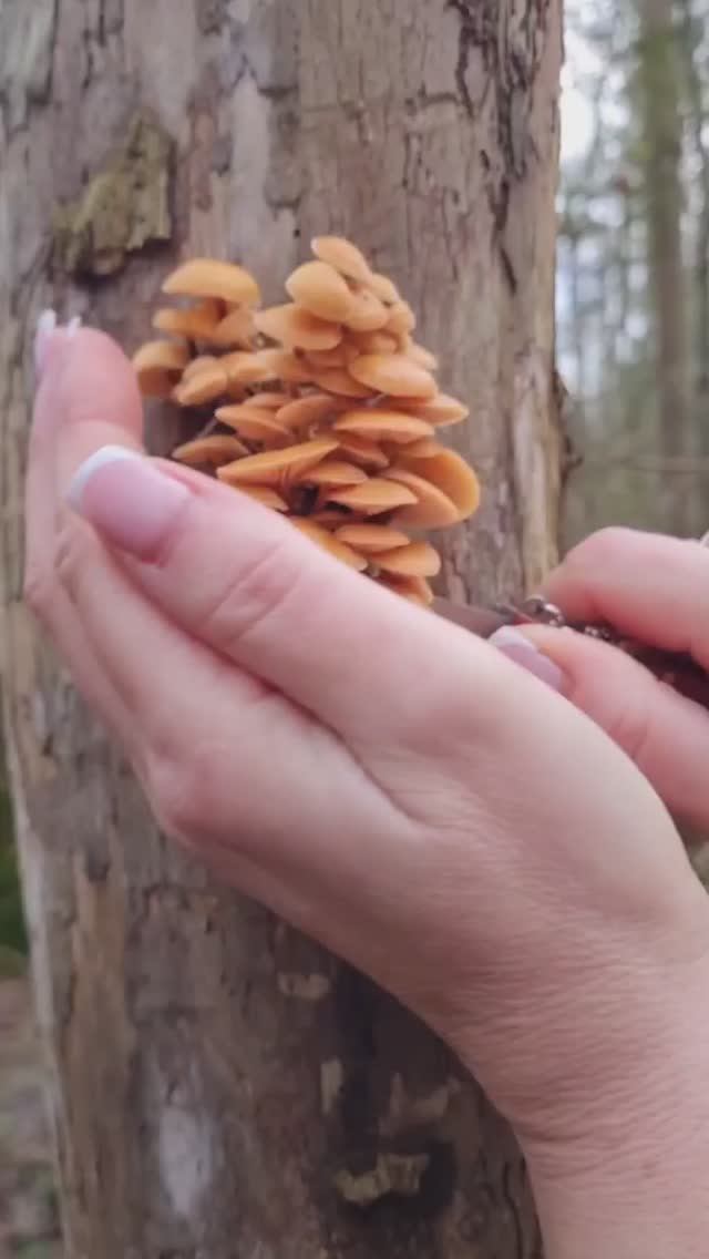 СБОР ГРИБОВ ЗИМОЙ. сезон ТИХАЯ ОХОТА 2026 НЕ ЗА ГОРАМИ смотреть онлайн