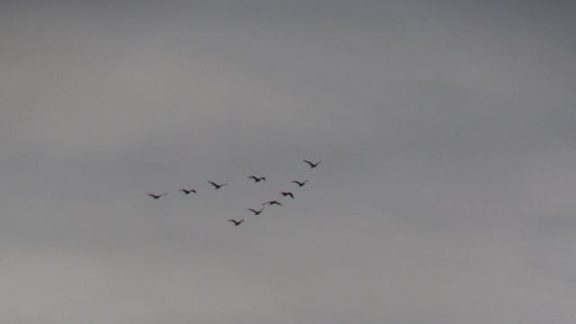 Птицы зимой на Чёрном море смотреть онлайн