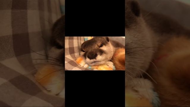 Милые животные.mp4 смотреть онлайн