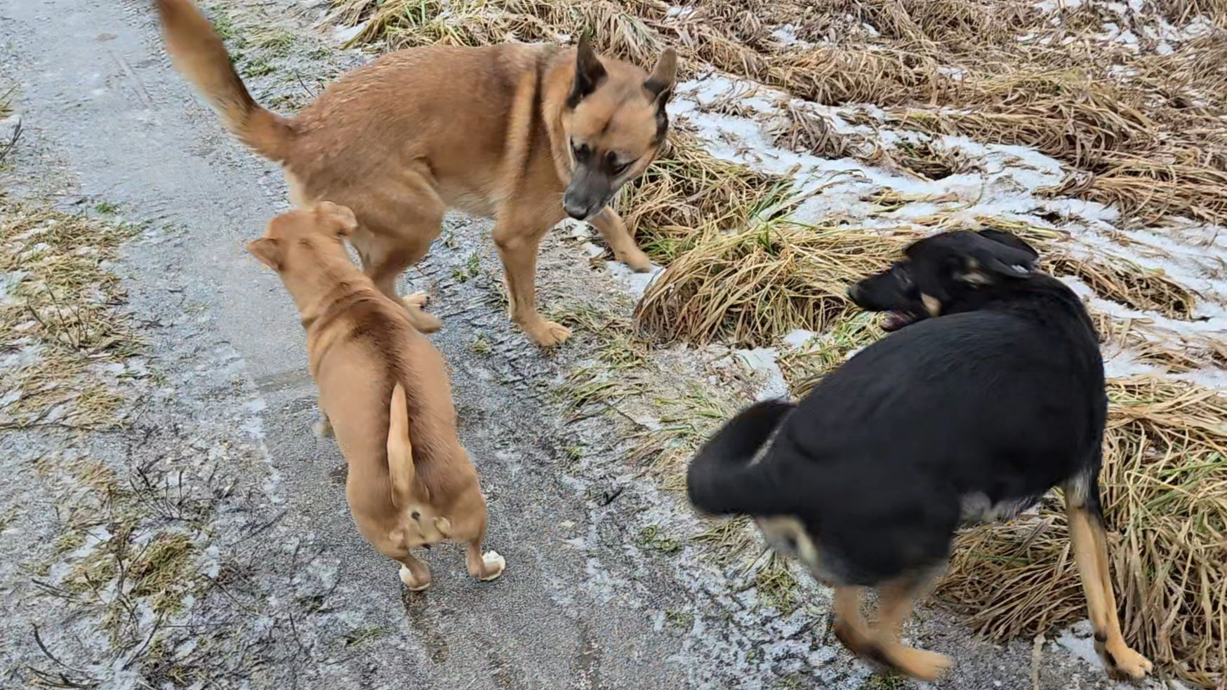 Суета с телефоном, бесснежный декабрь и яркие краски ольхи смотреть онлайн