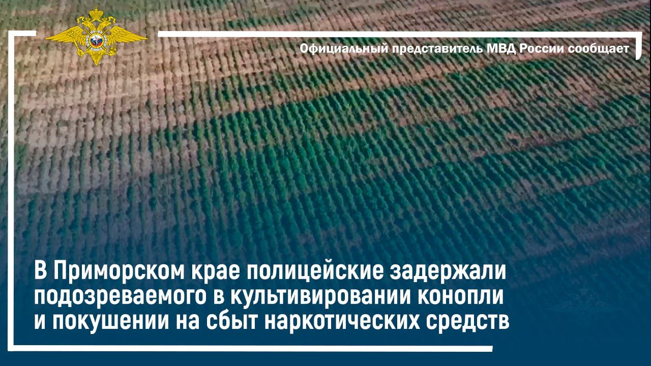 В Приморском крае полиция задержала подозреваемых в культивировании конопли и покушении на её сбыт смотреть онлайн