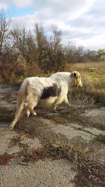 🐄🐴 КОРОВАКОНЬ #корова